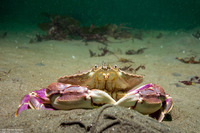 Metacarcinus gracilis (Graceful Crab)