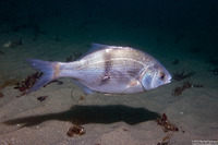 Rhacochilus vacca (Pile Perch)