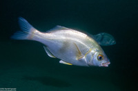 Rhacochilus vacca (Pile Perch)