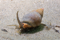Nassarius fossatus (Giant Western Nassa)