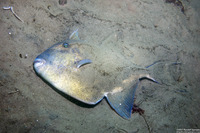 Balistes polylepis (Finescale Triggerfish)