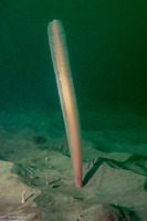 Stylatula elongata (White Sea Pen)