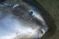 Mola mola (Ocean Sunfish)