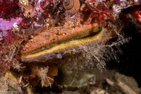 Crassadoma gigantea (Rock Scallop)