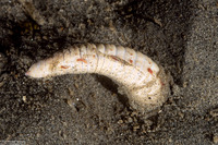 Travisia gigas (Spindle Worm)