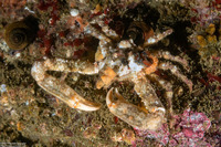 Scyra acutifrons (Sharpnose Crab)