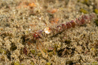 Orthopagurus minimus (Toothshell Hermit Crab)