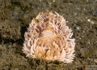 Aeolidia loui (Shag-Rug Aeolid)