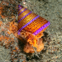 Calliostoma annulatum (Blue-Ring Top Snail)