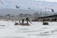 Pelecanus occidentalis (Brown Pelican)