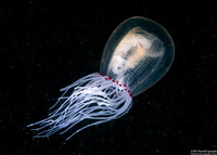 Polyorchis penicillatus (Bell Medusa)