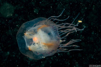 Polyorchis penicillatus (Bell Medusa)