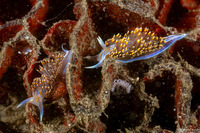 Hermissenda opalescens (Opalescent Nudibranch)
