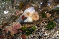 Kellia laperousii (Smooth Kelly Clam)