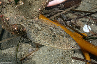 Citharichthys stigmaeus (Speckled Sanddab)