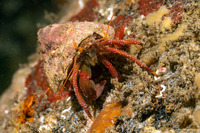Pagurus hemphilli (Maroon Hermit Crab)