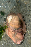 Neverita lewisii (Lewis's Moon Snail)