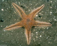 Astropecten armatus (Spiny Sand Star)