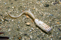 Glottidia albida (Stalked Brachiopod)