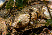 Artedius corallinus (Coralline Sculpin)