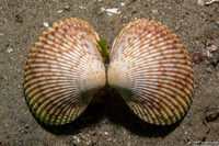 Clinocardium nuttallii (Heart Cockle)