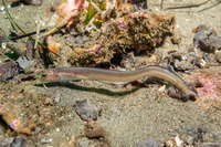 Ophidion scrippsae (Basketweave Cusk-Eel)