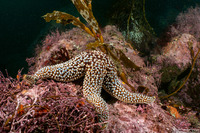 Pisaster giganteus (Giant Spined Star)