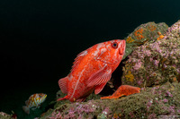 Sebastes miniatus (Vermilion Rockfish)