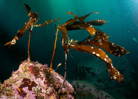 Pterygophora californica (Woody-Stemmed Kelp)