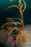 Macrocystis pyrifera (Giant Kelp)
