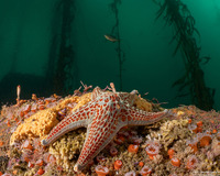 Dermasterias imbricata (Leather Star)