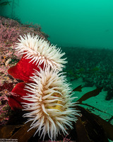 Urticina piscivora (Fish-Eating Urticina)