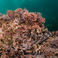 Scorpaenichthys marmoratus (Cabezon)