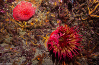 Urticina eques (White-Spotted Rose Anemone)