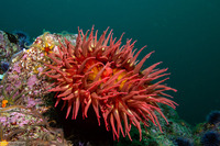 Urticina piscivora (Fish-Eating Urticina)