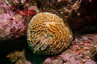 Urticina columbiana (Sand-Rose Anemone)