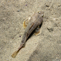 Leptocottus armatus (Pacific Staghorn Sculpin)