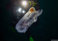 Thetys vagina (Pelagic Tunicate)
