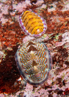 Tonicella lineata (Blue Lined Chiton)