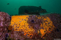 Didemnum carnulentum (Didemnum Carnulentum)