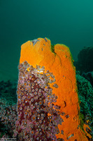 Didemnum carnulentum (Didemnum Carnulentum)