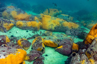 Didemnum carnulentum (Didemnum Carnulentum)