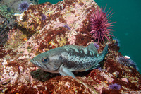 Sebastes melanops (Black Rockfish)