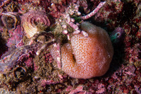 Eudistoma molle (Eudistoma Molle)