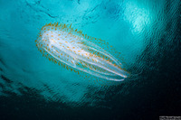 Leucothea pulchra (Leucothea Pulchra)