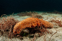 Apostichopus parvimensis (Warty Sea Cucumber)