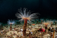 Pachycerianthus fimbriatus (Tube-Dwelling Anemone)