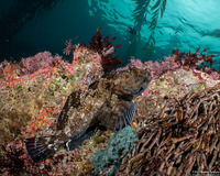 Scorpaenichthys marmoratus (Cabezon)