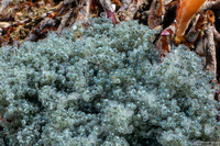 Scorpaenichthys marmoratus (Cabezon)