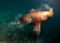 Zalophus californianus (California Sea Lion)